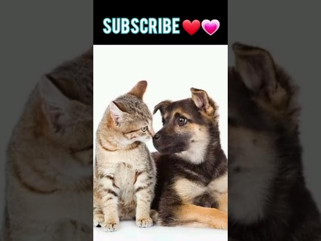 Cute Pets   #shorts #tiktok #viral #itspets #pets (3)