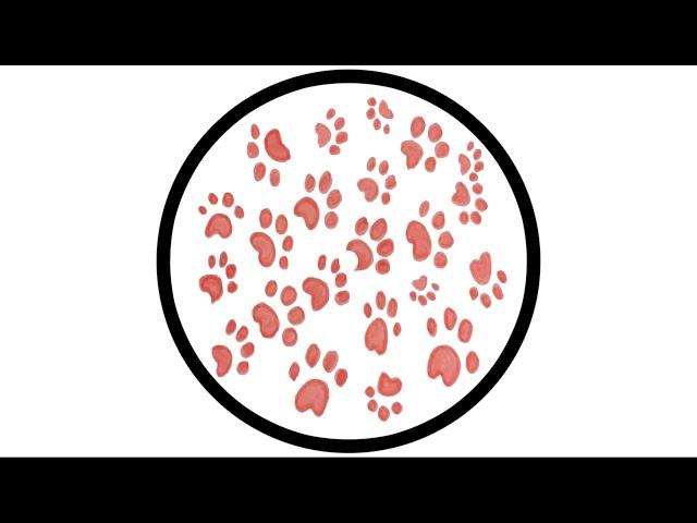 PAWSA - THE GROOVY CAT [PAWZ004]