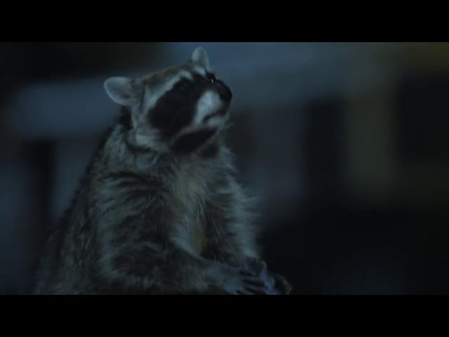 Funny raccoon Geico commercial (C'mon Try It!)