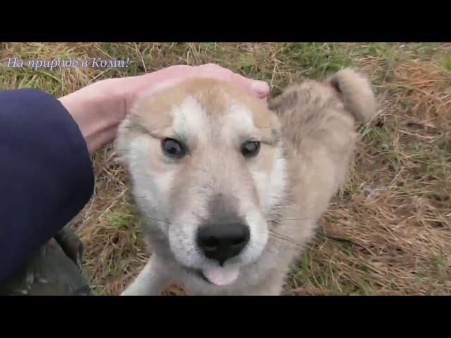 Тулан, чуть не разбил видеокамеру /Лайки Олега  #21/