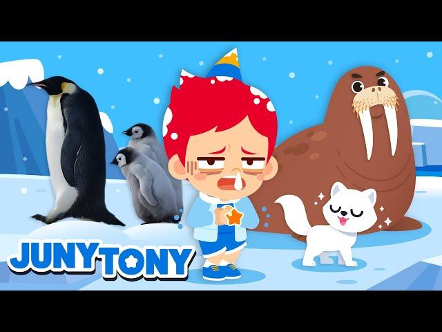 Polar Region Animals |  Penguins, Polar Bear, Walrus | Animal Songs and Stories | JunyTony