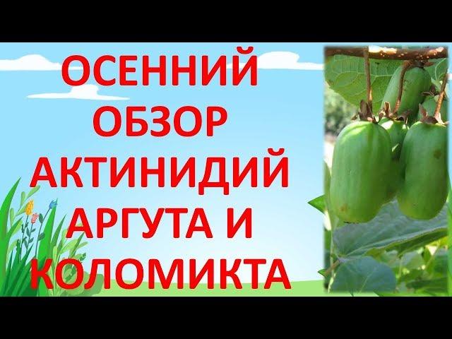 ШПАЛЕРА ДЛЯ АКТИНИДИИ. Как выращивать актинидию. Актинидия.