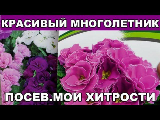 МНОГОЛЕТНИЕ ЦВЕТЫ ИЗ СЕМЯН СЛОЖНО,НО ВОЗМОЖНО МОИ ХИТРОСТИ