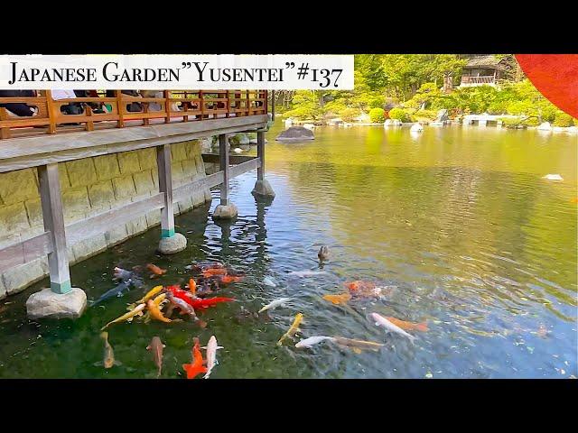 Japanese garden  Yusentei koipond (Fukuoka, Japan)