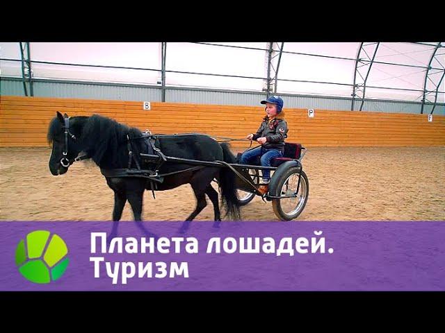 Планета лошадей. Туризм | Живая Планета