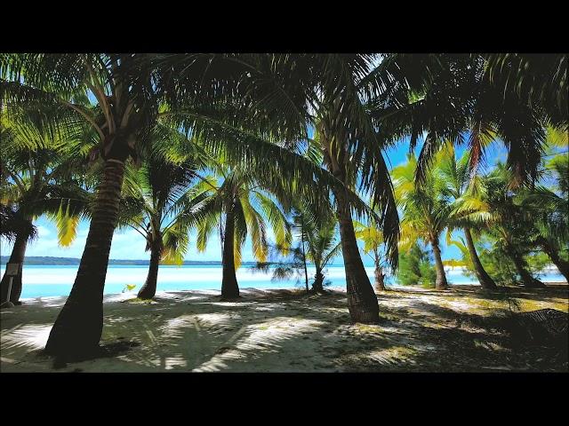 Красивое Море и Пальмы! Пение птиц. Beautiful palm trees! 4 HOURS of relaxing