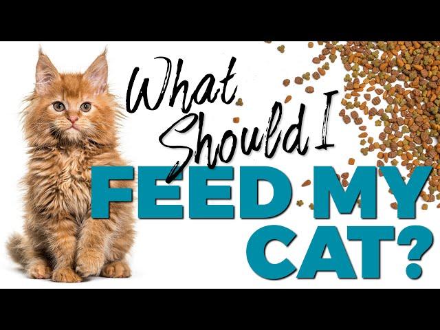 Wet or Dry Cat Food: Which One Is Best for Your Cat?