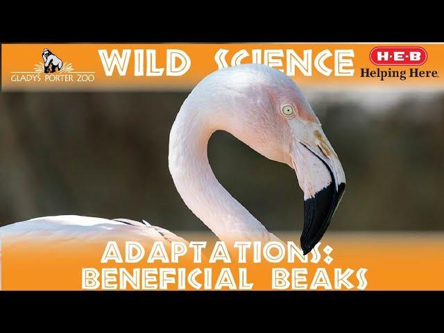 WILD SCIENCE- Beneficial Beaks