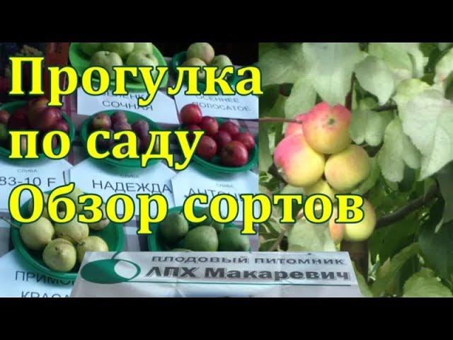 Обзор сада . Яблони . Сорта плодовых . ЛПХ Макаревич Уссурийск .