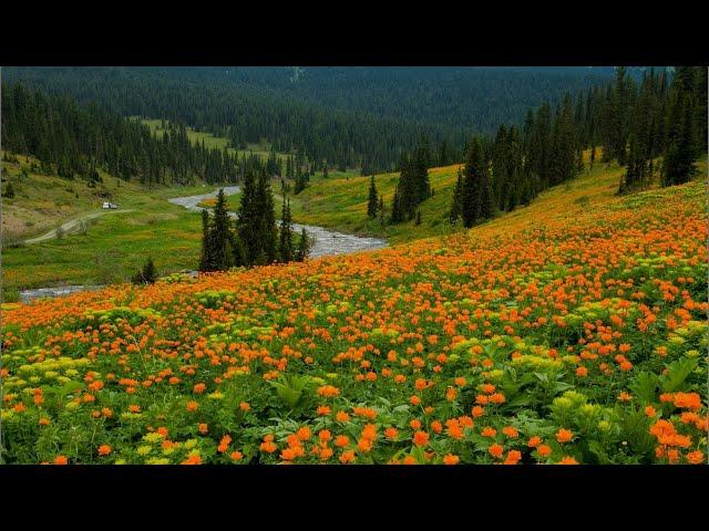 Жарки -  золотые цветы Сибири