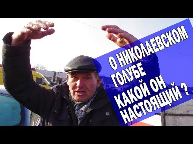 О настоящих старопородных Николаевских голубях, торцовых и о Кировоградских голубях