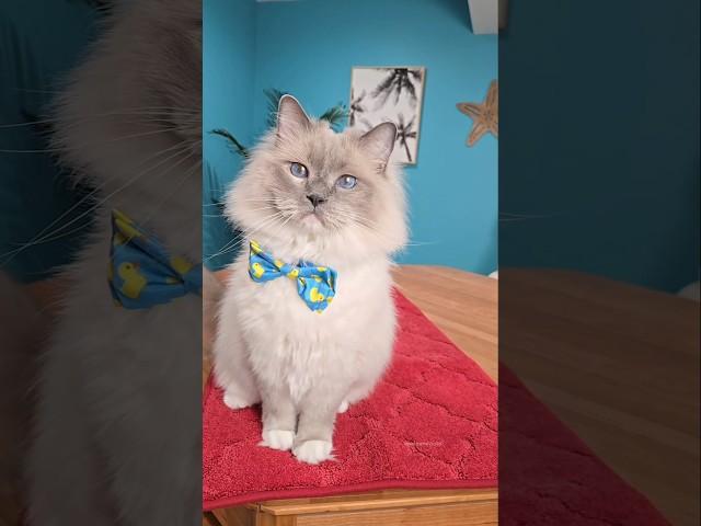 The many moods of Boshi #meow