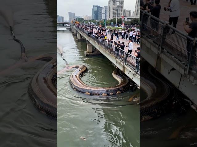 Unbelievable! Phone Captures Excavator Finding Giant Snake!  #Excavator #SnakeDiscovery #GiantSnake