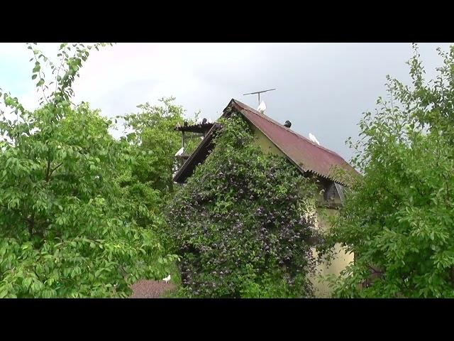 Не люди для голубей, а голуби для людей. Отвечаю на комментарии.