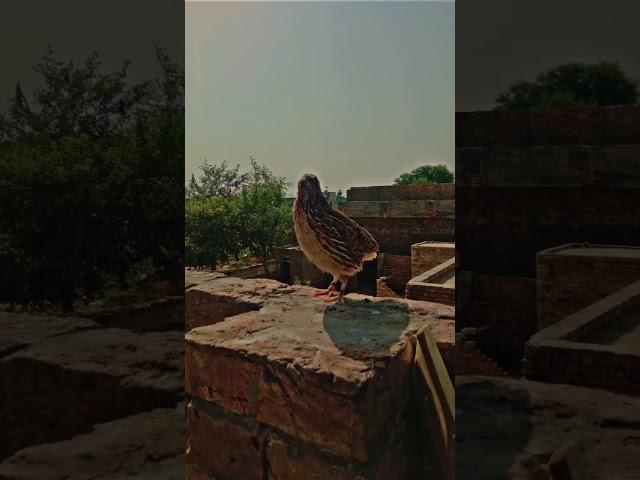 farmi batair ki awaz #beautifulvoice #bird batair ki awaz