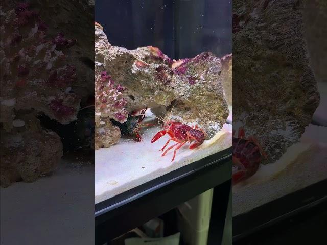 Giant Mantis Shrimp VS Invasive Crayfish