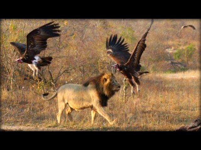 Kinky Tail after killing a giraffe