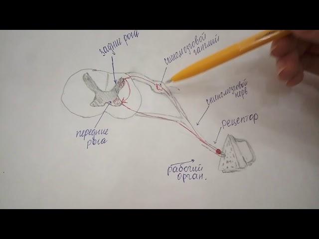 Рефлекторная дуга. Анатомия. Нервная система.