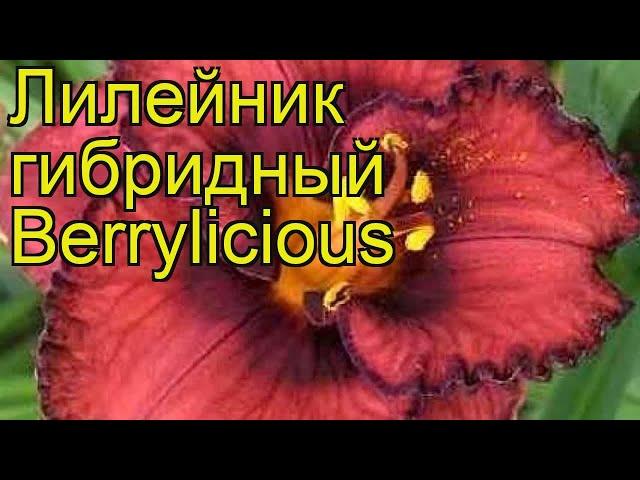 Лилейник гибридный Берилишез. Краткий обзор, описание характеристик hemerocallis Berrylicious