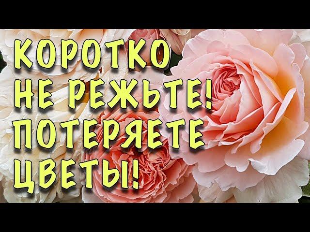 НЕ РЕЖЬТЕ СИЛЬНО! ЛИШИТЕСЬ ЦВЕТОВ! Как ПРАВИЛЬНО обрезать АНГЛИЙСКИЕ РОЗЫ весной