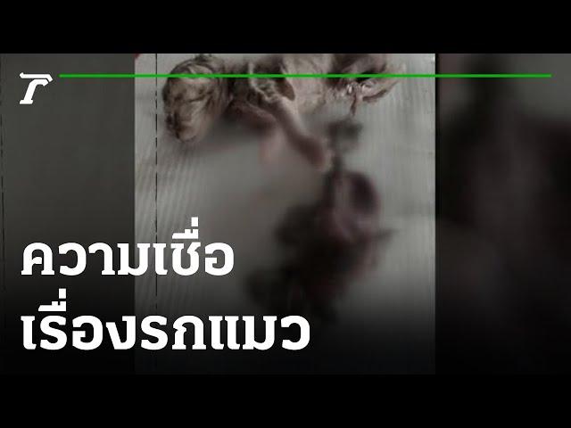 ความเชื่อเรื่องรกแมว | 05-12-65 | ตะลอนข่าว