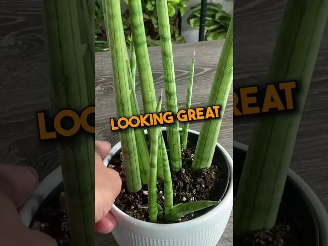 How to Propagate Sansevieria Cylindrica.