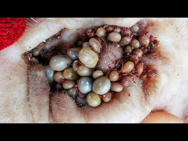 Removing All Ticks From Dog - Dog Ticks Removing Clip - Ticks Removal Videos EP 02