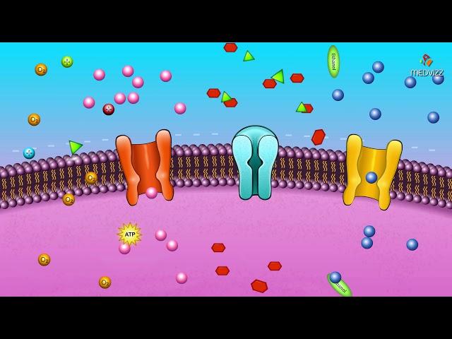 Cell membrane permeability  - Animated membrane physiology