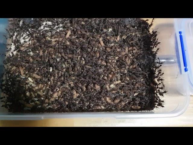 Myrmecia Brevioda Colony (Previously) for Sale - 30 Dec 2020