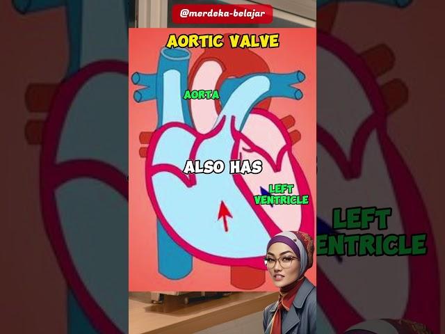 THE AORTIC VALVE OF THE HEART #sciencehasastory #heart #bloodcirculatorysystem #science