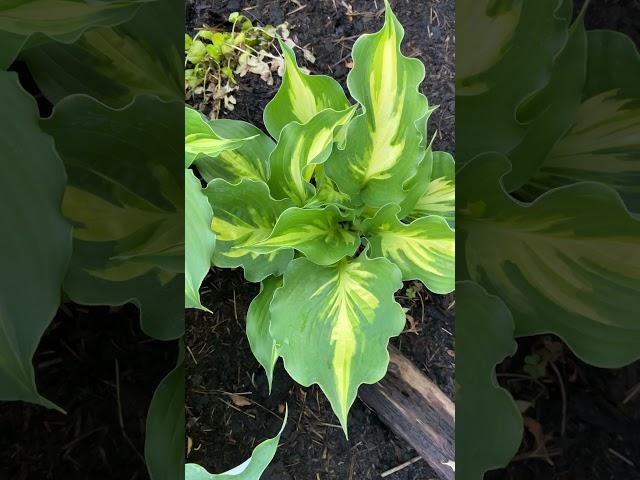 Хоста лайкесайд пейсли принт (hosta lakeside paisley print) Hosta garden tour 2021