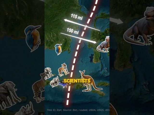 Why Animals STOP at This Mysterious Line! 