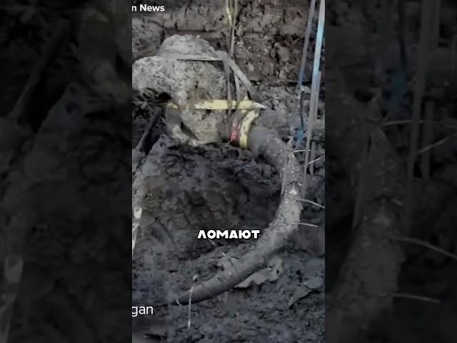 Он откопал череп неизвестного существа #амитеш #археология #раскопки
