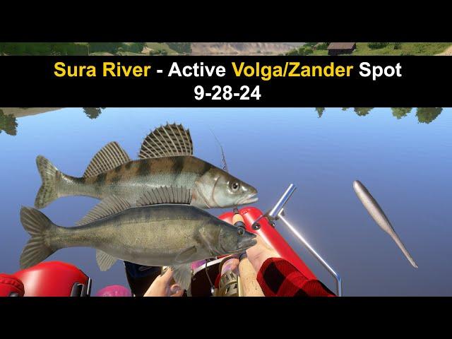 Russian Fishing 4 Sura River - Active Volga/Zander Spot  9-28-24