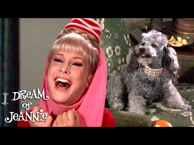 Full Episode | What's New Poodle Dog | Season 2 Ep 6 | I Dream Of Jeannie