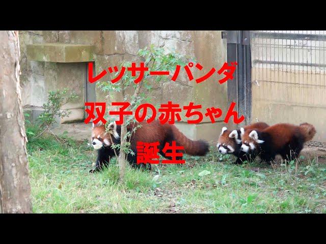 レッサーパンダのあかちゃん誕生 Birth of a baby lesserpanda(red panda)