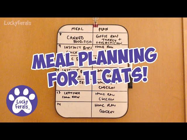 Meal Planning For 11 Cats - S7 E16 - Lucky Ferals - Life With 11 Cats