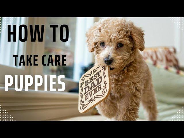 "How to Keep Your Puppy Healthy, Happy, and Active!"puppy vaccinations"