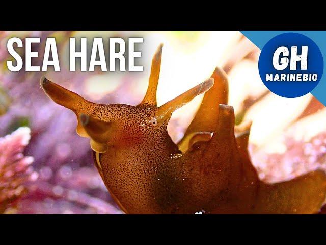 Species Spotlight - Sea hare (Aplysia punctata)