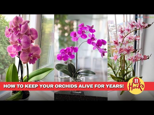 11 Life Hacks for Long Lasting Orchid Plants that Never Die