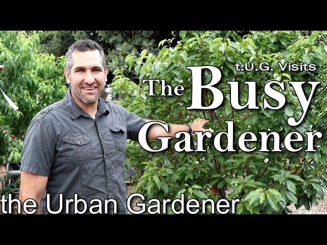 Growing an Urban Orchard | The Busy Gardener