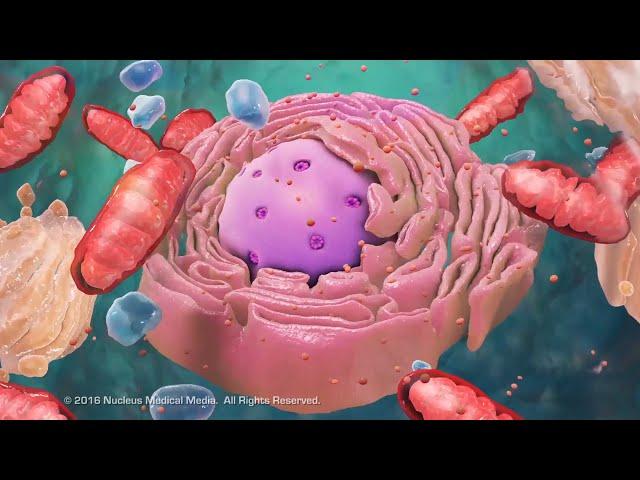 Overview of Cell Structure