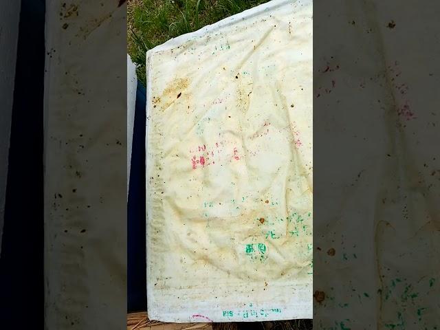 Подготовка семей воспитательниц для вывода маток