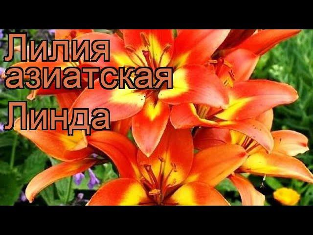 Лилия азиатская Линда (lilium)  азиатская лилия Линда обзор: как сажать, луковицы лилии Линда