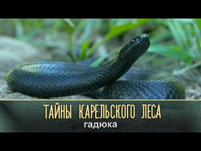 ГАДЮКА | Тайны карельского леса