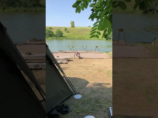 #карповаяловля #carpfishing #carp #fishing #бойлы #fish #рыбалка #карповаярыбалка #лето #природа
