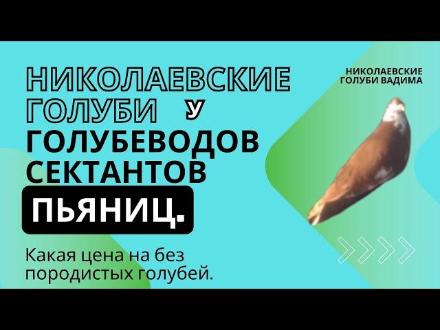 Николаевские голуби у голубеводов сектантов  пьяниц. Какая цена на без породистых голубей.