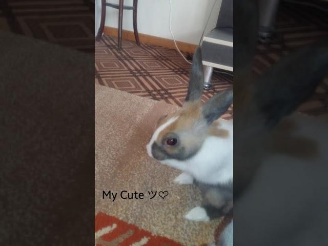 My cute
