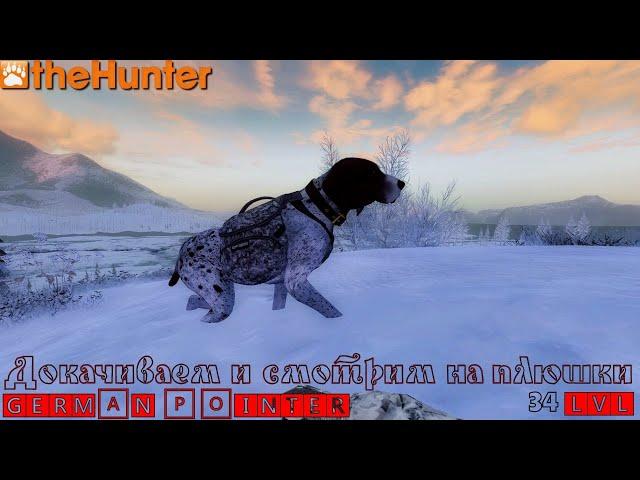  theHunter Classic  German Pointer  Немецкий Поинтер  Что ждёт нас после 34 лвла 