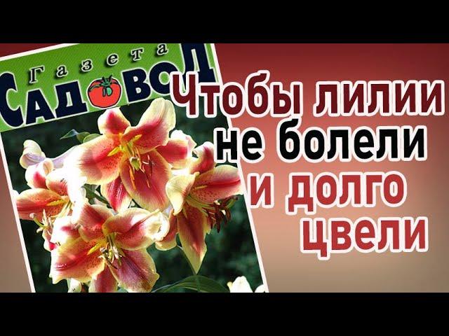 ЧТОБЫ ЛИЛИИ НЕ БОЛЕЛИ И ДОЛГО ЦВЕЛИ